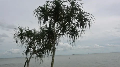 Pandan tree on beach Stock Footage 224031157