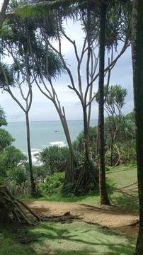 Pandan tree Foto stock