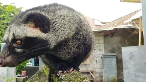 Pandan weasel Stock Footage 219450528