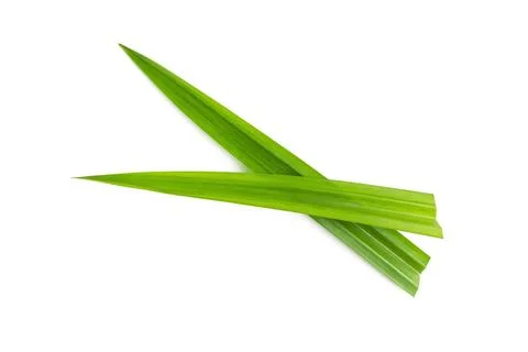 Pandan on white background Stock Photos