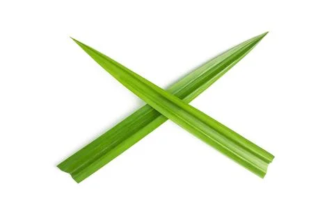 Pandan on white background Stock Photos