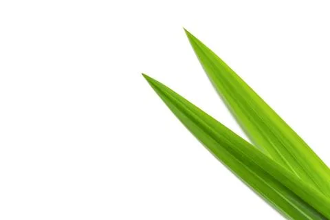 Pandan on white background Stock Photos