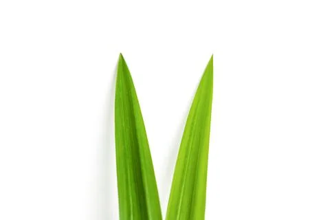 Pandan on white background Stock Photos