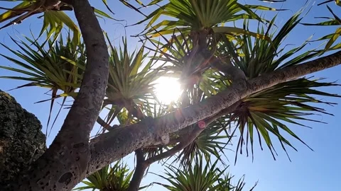 Pandanis Video stock 279203026