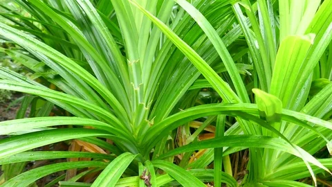 Pandanus amaryllifolius Stock Footage 78611852