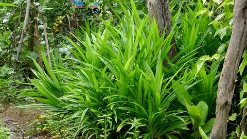 Pandanus amaryllifolius Stock Footage 78612155