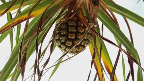 Pandanus Fruit on Tree Stock Photos