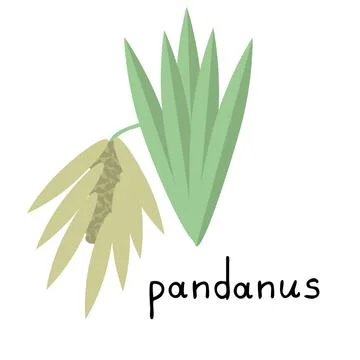 Pandanus isolated icon Stock Illustration