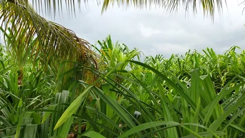 Pandanus leaf garden in Bali Stock Footage 167344429