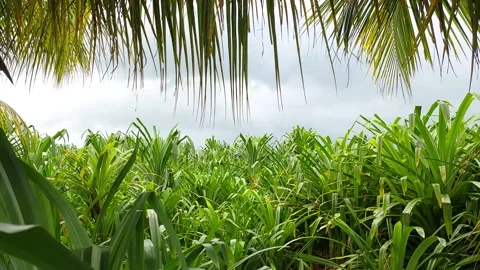 Pandanus leaf garden in Bali Stock Footage 167344514