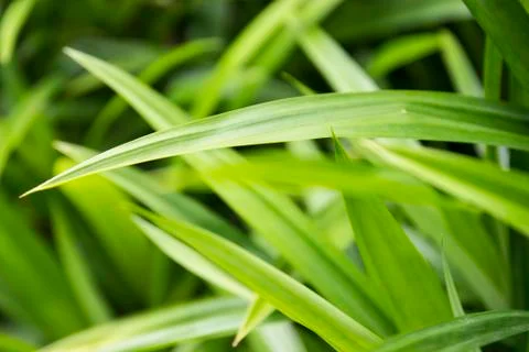 Pandanus leaf Stock Photos