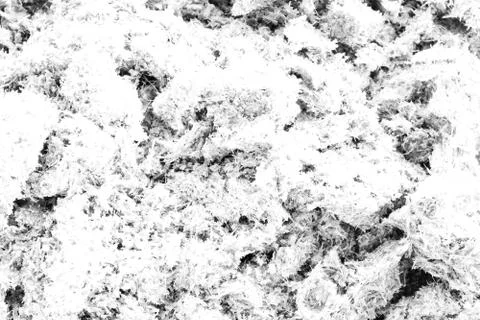 Pandanus leaf split texture background White color Foto stock