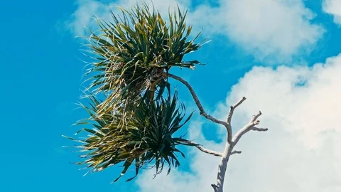 Pandanus palm tree alias screw pine leaf and branch in windy weather at a tro Stock Footage 108602511