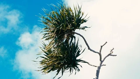 Pandanus palm tree alias screw pine leaf and branch in windy weather at a tro Stock Footage 108602523