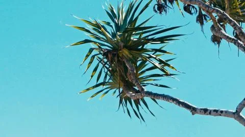 Pandanus palm tree alias screw pine leaf and branch in windy weather at a tro 写真素材