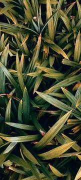 Pandanus Stock Photos