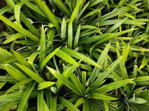 Pandanus Stock Photos