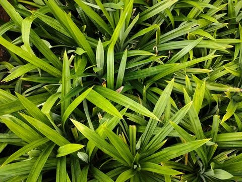 Pandanus Stock Photos
