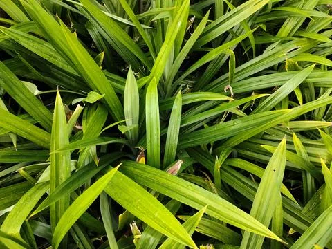 Pandanus Stock Photos