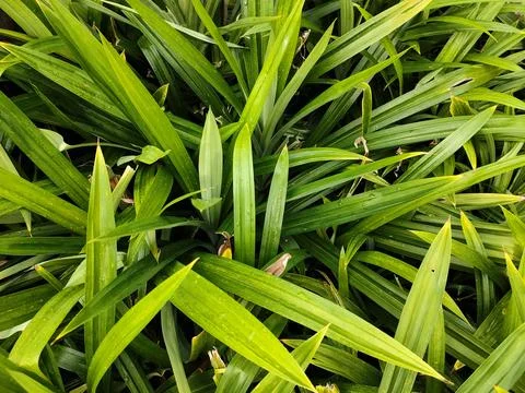 Pandanus Stock Photos
