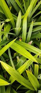 Pandanus Stock Photos