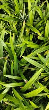 Pandanus Stock Photos
