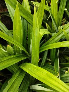 Pandanus Stock Photos