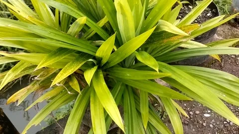 Pandanus plant Stock Footage 327065371