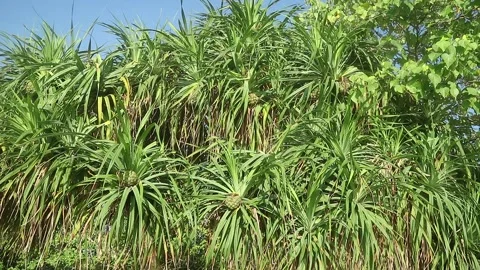 Pandanus plants Vídeos de archivo 277214833