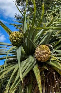 Pandanus Screw Pine Fruit on the Tree Stock Photos