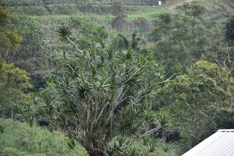 Pandanus sea has an ecological function to prevent coastal abrasion, 写真素材
