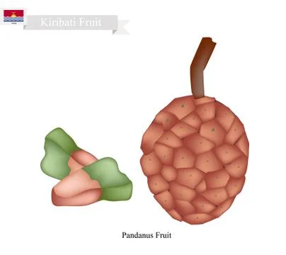 Pandanus Tectorius, A Native Fruit in Kiribati Stock Illustration