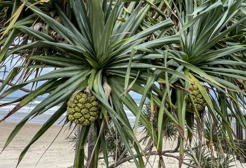 Pandanus tectorius Tree with Fruit Stock Photos