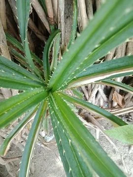 Pandanus tectorius tree by the sea Stock Photos