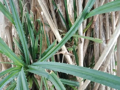 Pandanus tectorius tree by the sea Stock Photos