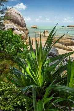 Pandanus tree at beach Stock Photos