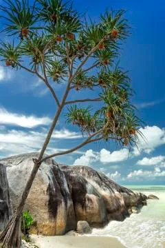 Pandanus tree at beach Stock Photos