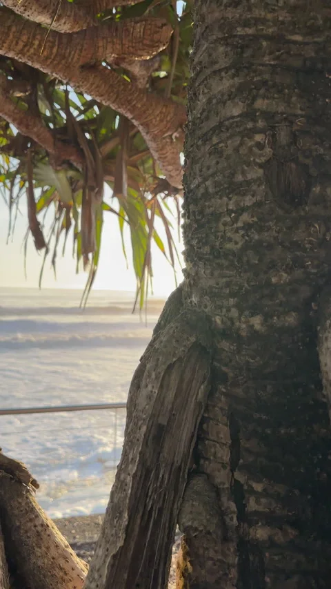 Pandanus Tree Close Up Sun Flare Vidéo 301641698