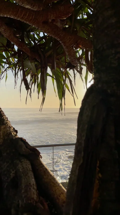 Pandanus Tree Close Up Sun Flare Waves Breaking Extended Vidéo 301652885