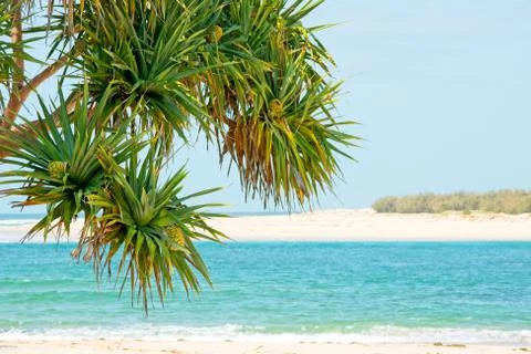 Pandanus tree or screw pine Foto stock