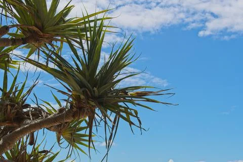 Pandanus tree or screw pine Foto stock