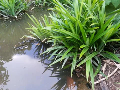 Pandanus tree Stock Photos