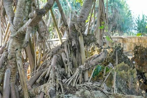 Pandanus tree roots intertwining over rocky coastal ground. Foto stock