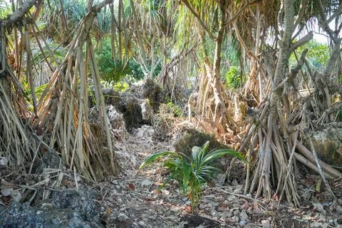 Pandanus tree roots intertwining over rocky coastal ground. Stock Photos