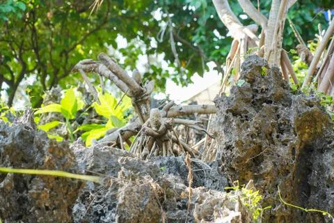 Pandanus tree roots intertwining over rocky coastal ground. Stock-Fotos