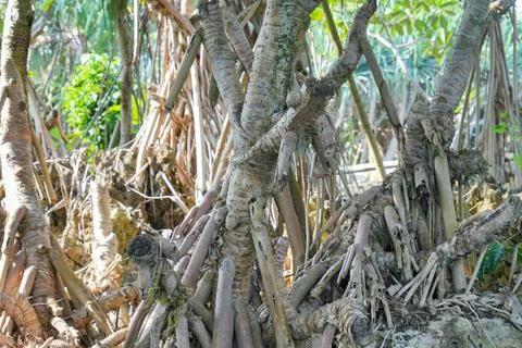 Pandanus tree roots intertwining over rocky coastal ground. Stock Photos