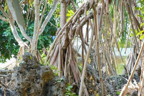 Pandanus tree roots intertwining over rocky coastal ground. Stock Photos
