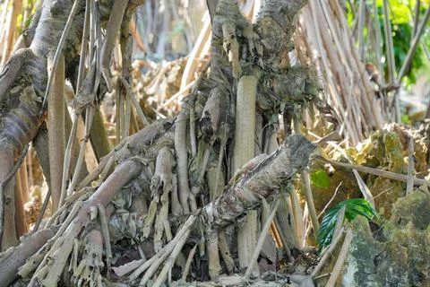 Pandanus tree roots intertwining over rocky coastal ground. Stock-Fotos