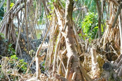 Pandanus tree roots intertwining over rocky coastal ground. 스톡 사진