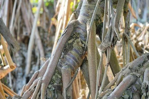Pandanus tree roots intertwining over rocky coastal ground. Fotos de archivo